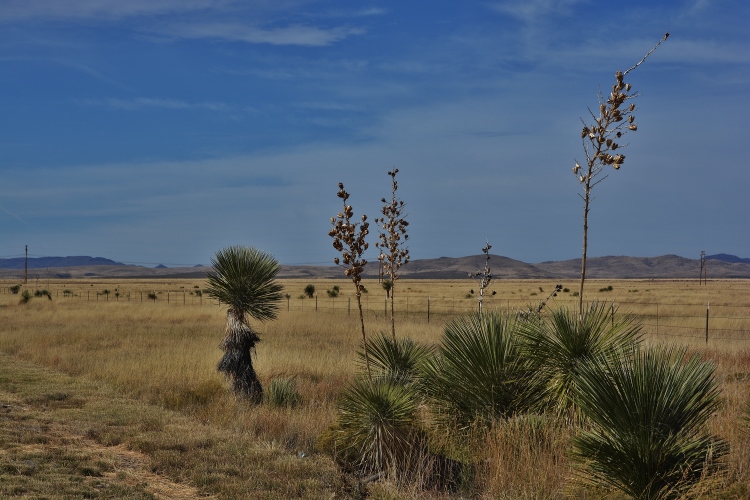 desert scenery